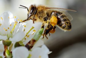 Webinar: Efficient Spring Treatment with the Varroa Controller